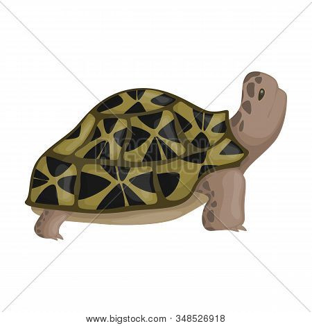 Sea Turtle Vector Icon.cartoon Vector Icon Isolated On White Background Sea Turtle.