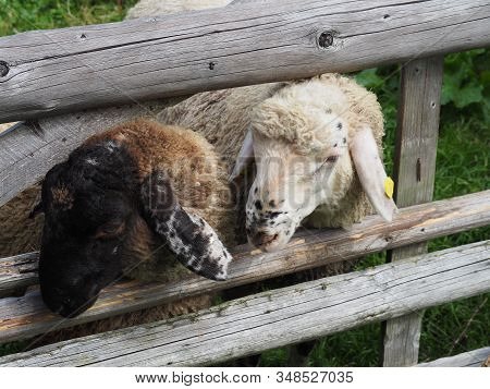 Two Sheeps Between Fence On A Pasture