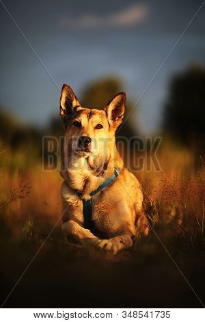 Loyal Dog Lying In Meadow In Sunset