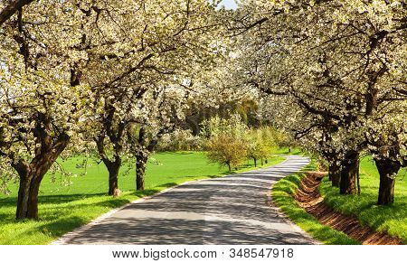 Road And Alley Of Flowering Cherry Trees In Latin Prunus Cerasus With Beautiful Sky. White Colored F