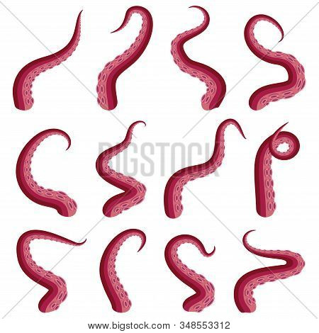 Tentacles Octopus Set Underwater Animal. Kraken Or Squid Red Tentacle Cut Part Isolated On White. Ve