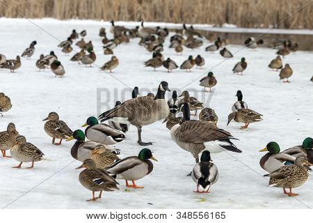 Mallard Ducks And Canada Goose In Wisconsin Conservation Area During Winter Time.