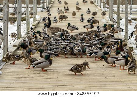 Mallard Ducks And Canada Goose In Wisconsin Conservation Area During Winter Time.