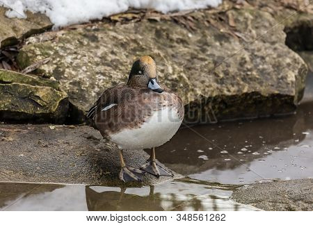 Americam Wigeon. North American Duck  (mareca Americana), Also Called A Baldpate. Male Sitting On Th