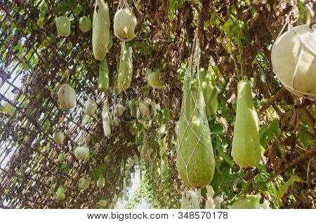 Calabash Gourd Or Bottle Gourd Hanging On The Vine Plant Tree (lagenaria Siceraria), Long Winter Mel