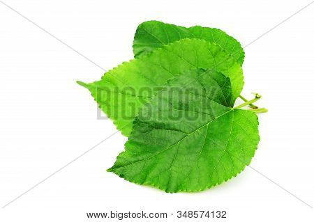 Green Mulberry Leaf Isolated On White Background, Morus On Tree Used To Make Tea.