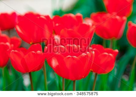 Beautiful Bright Red Tulips In The Photo With A Blurred Background And Soft Focus Trick For Greeting