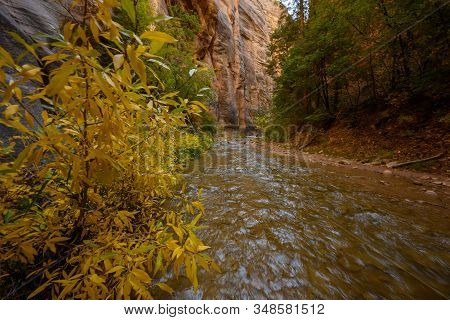 Autumn Begins Along Virgin River In Zion