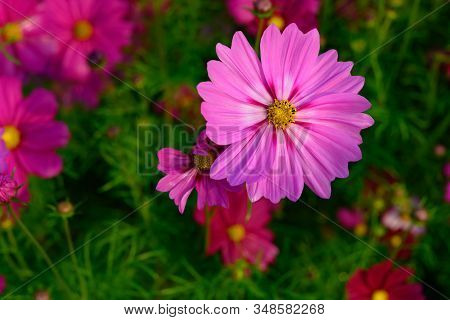 Some Beautiful Daisy Or Cosmos Bipinnata Cav