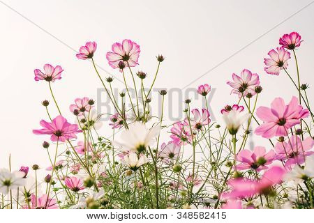 Low Angle View Of Beautiful Daisy Or Cosmos Bipinnata Cav