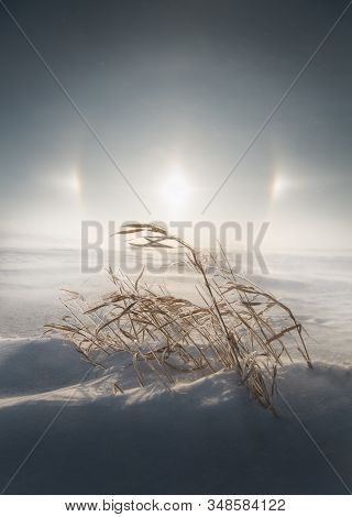 Country Grass Holding On During A Blizzard In Minnesota