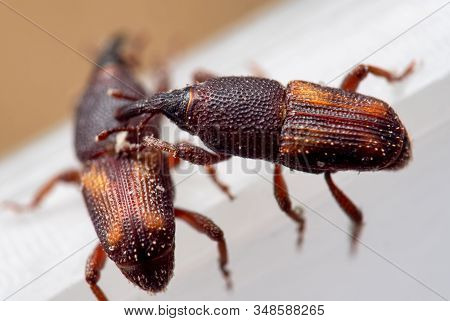 Macro Photography Of Two Rice Weevil Or Sitophilus Oryzae