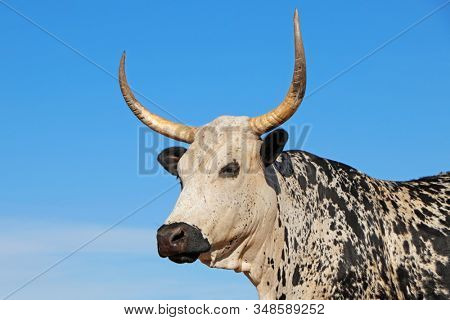 Portrait of a Nguni  cow - indigenous cattle breed of South Africa