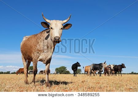 Nguni cow - indigenous cattle breed of South Africa - on rural farm