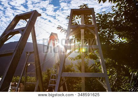 Sunset Over The Industrial Cherry Orchard In Creston Valley, British Columbia, Canada. Group Of Alum