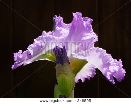 Iris2