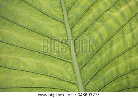 Close-up Fresh Green Leaf Texture. Nature Background