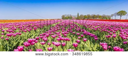 Panorama Of A Purple Tulips Field In Noordoostpolder, Holland