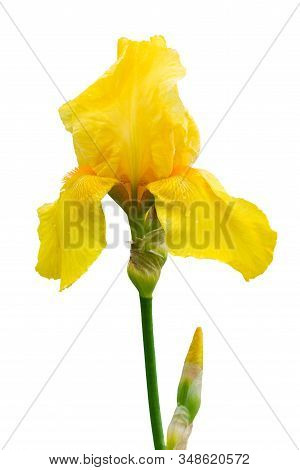 Yellow Iris On A White Isolated Background