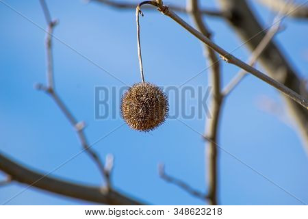 London Plane Tree Seeds Against A Blue Sky In East London. At The End Of Winter.