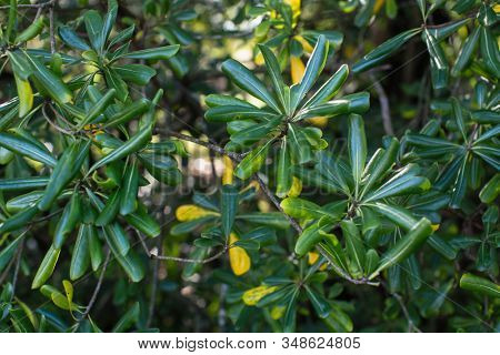 Pittosporum tobira is a species of sweet-smelling flowering plant known by several common names, Australian laurel, Japanese pittosporum, mock orange and Japanese cheesewood.