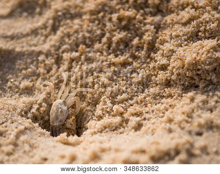 Crab On Karon Beach In Thailand, Phuket. Digs A Mink In The Sand