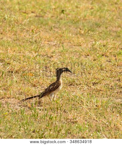 Grey Hornbill (Tochus nasutus) standing on the ground