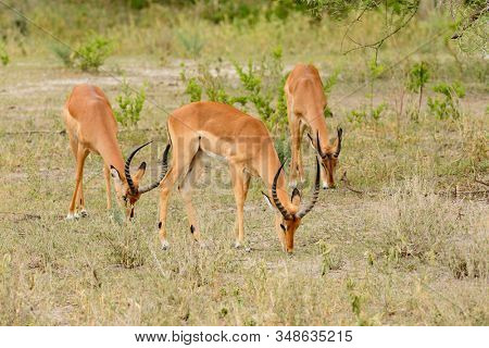 Closeup of Impala (scientific name: Aepyceros melampus, or 