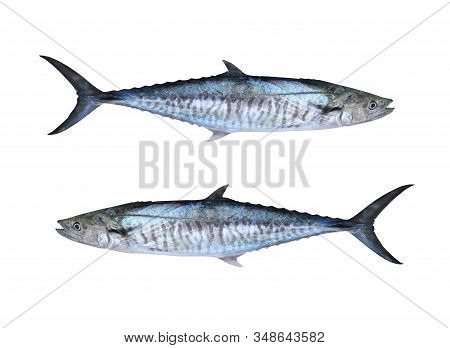 Fresh Pacific King Mackerels Or Scomberomorus Fish Isolated On White Background And Have Clipping Pa