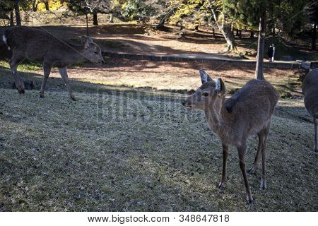 Young Deers In The Park Nara Park. Nara Kpark Is A Large Park In Central Nara And It Is The Location