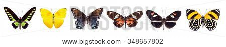 Set of beautiful and colorful butterflies isolated on white.