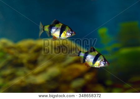 Striped Barbus Fish In The Aquarium. Soft Selective Focus