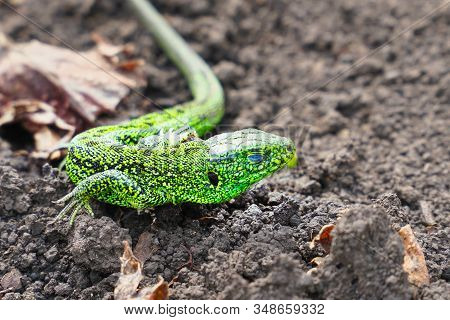Portrait Of A Small Green Lizard On The Ground. Selective Focus
