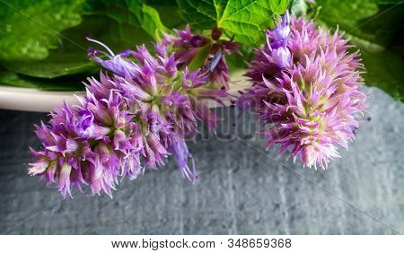 Lofant Lophanthus Anisatus Is A Medicinal Plant With Bio-stimulating Effect