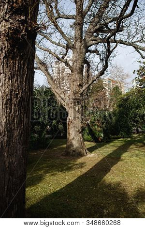 Spring Park. The Awakening Of Nature. Oak, Green Trova And Other Plants