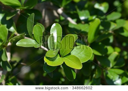 Kei Apple Leaves - Latin Name - Dovyalis Caffra