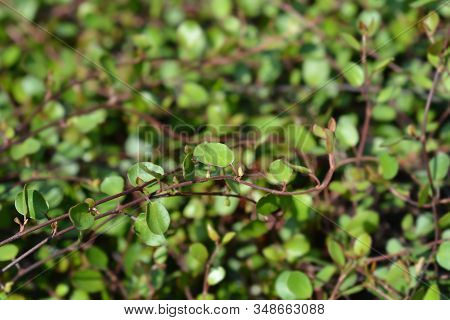 Necklace Vine Maori Leaves - Latin Name - Muehlenbeckia Complexa Maori