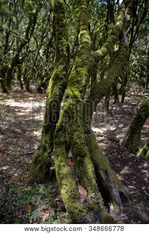Beautiful Original Tertiary Forest On The Spanish On The Canary Island Of La Gomera