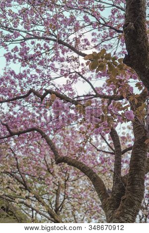 Blue Sky And Branch Of Pink Cherry Blossom Tree Of Asukayama Park In The Kita District Of Tokyo, Jap