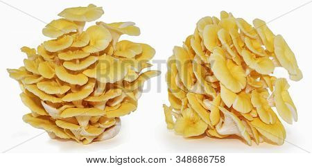 Yellow Oyster Mushroom Isolated On White Background