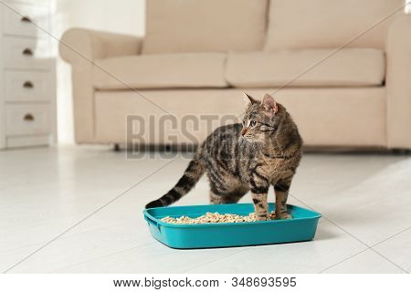 Tabby Cat Near Litter Box At Home