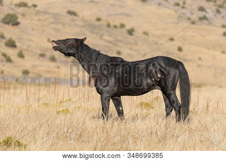 a wild horse stallion in the Utah desert in fall