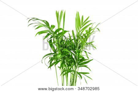 Houseplant, Small Green Palm Tree Chamaedorea Isolated On White Background. Copy Spase
