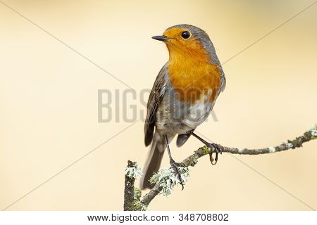 European Robin, Erithacus Rubecula, Perched On A Tree Branch On A Uniform Background