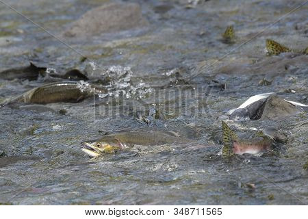 Silver Salmon Migration - Hundreds Of Thousands Fishes Are Swimming  In The Streams Of Alaska  From 