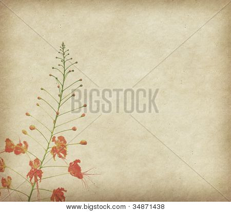 Påfugl blomster på poinciana træ med gamle antikke vintage papir baggrund