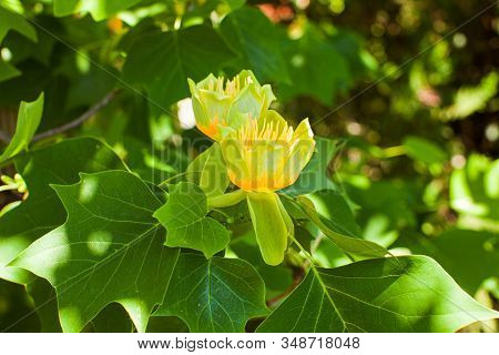 Tulip Tree Flower On Green Foliage Background