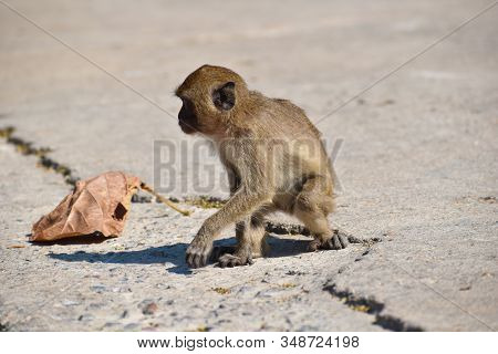 Urban Monkeys. Macaques In Thailand. Monkeys In Asia. Mountain Monkeys.
