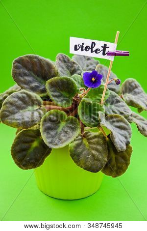 Violeta, Violet Flower, With Word Violet, Home Flowers On Green Background, Copy Space, Spring Flowe
