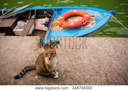 A Resident Street Cat Looks Up Hopfully Towards Diners At A Riverside Restaurant In Agva In The Sile